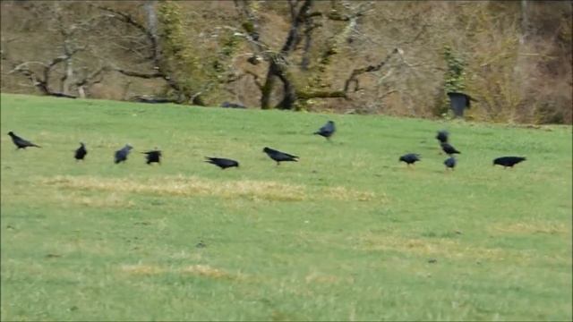 Bando de chovas piquirrojas (Pyrrhocorax pyrrhocorax) y piquigualdas (P. graculus) en Orduña