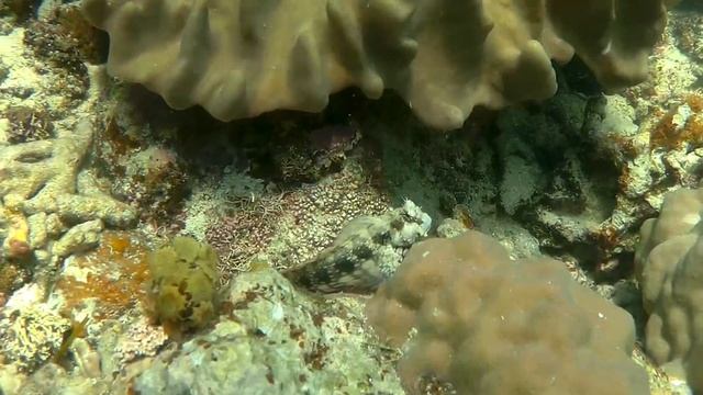 Lawnmover Blennies @ Umbrella, Moalboal, Philippines