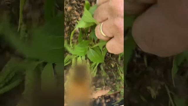 Swarm Capture & Queen 4-25-23 (pre-edit) #apiary #honeybees #swarm #beeasmr #beesarecool