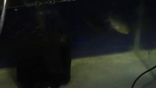 GREBEK KOLEKTOR IKAN MONSTER !! AQUAINSTINCT