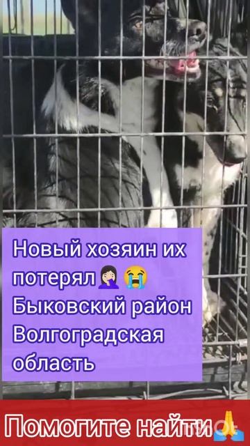 Волгоградская область. 🆘Помогите найти🆘