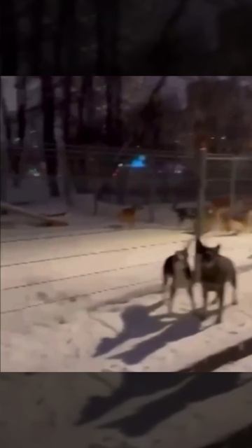 🐕Москвич завел 17 питомцев и поселил их на площадке для выгула🐕