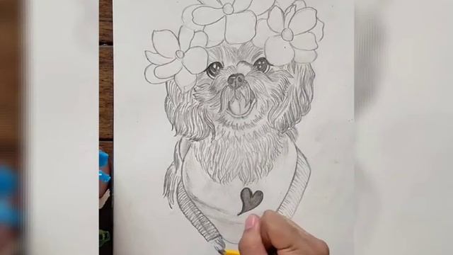 Art#02 / sketching adorable shih tzu