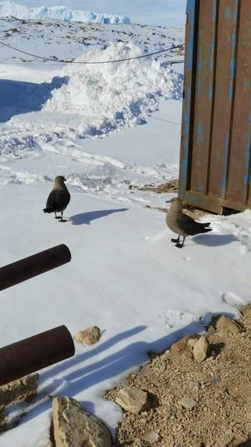 Поморники в Антарктиде. #Skuas #Antarctic