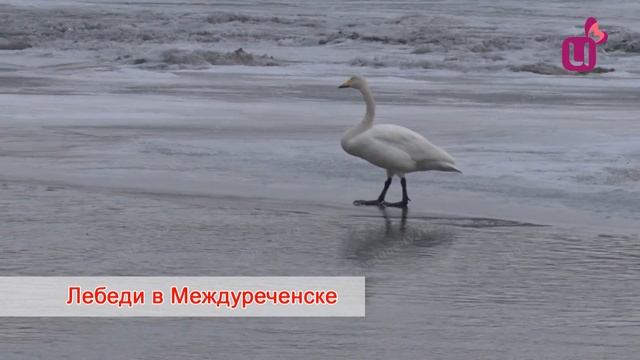 Лебединая верность в городе