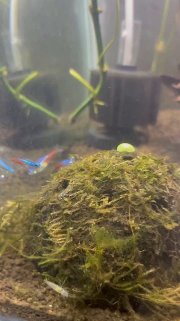 Amano shrimp | neon tetra | planted tank