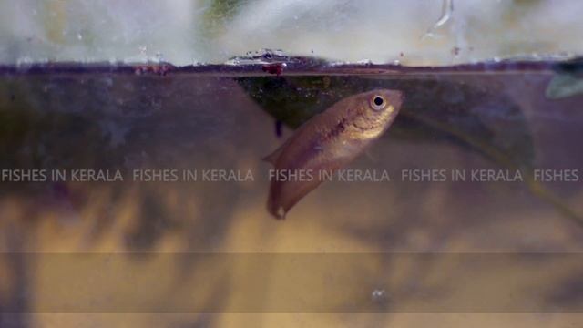 Pseudosphromenus cupanus (English) | കരിങ്കണ | Karinkana | Spiketail parasidefish | FISHES IN KERAL