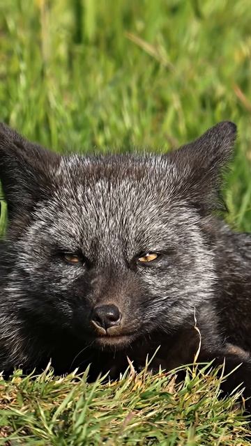 Very sleepy baby silver Fox.