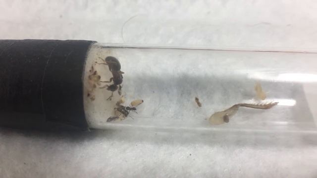 Parasitic Lasius aphidicola (umbratus) Journal - Week 2 Update - EGGS !!