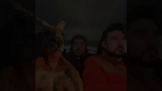 Kangaroo Jumping in car