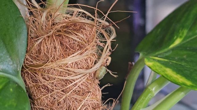 Oecophylla smaragdina - Sie sind auf der Pflanze 😊