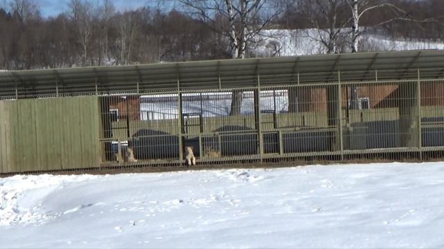 В львином царстве всё по расписанию🦁🐾 ПАРК ЗЕМЛЯ ПРАЙДА 🌿