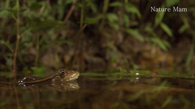 frog is a high jumper