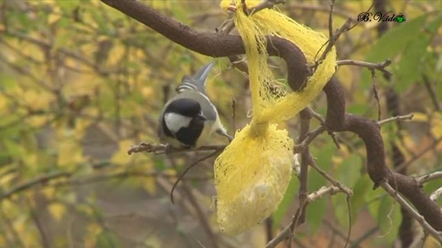 Mésange Charbonnière.