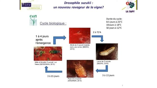 Drosophila suzukii : un nouveau ravageur de la vigne ? - Catherine REYNAUD (Domaine La Tapy)