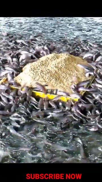 FEEDING LIVE FOOD TO CATFISH | HYBRID MAGUR FISH FARMING BUSINESS IN INDIA -fishing king India