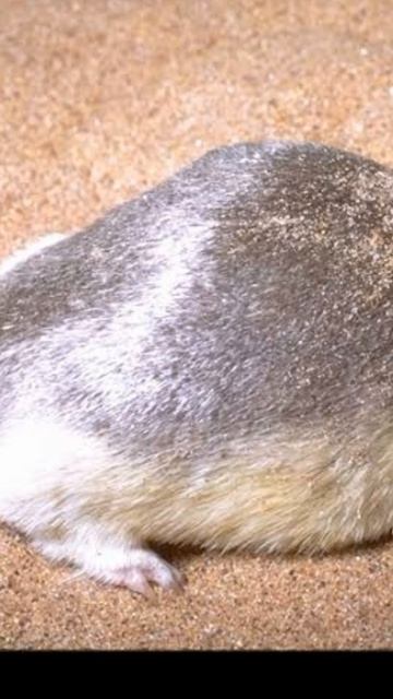 #Animals That Are Blind By #Nature - Golden Mole