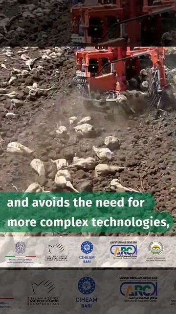 Sugar beet harvesting in small farms