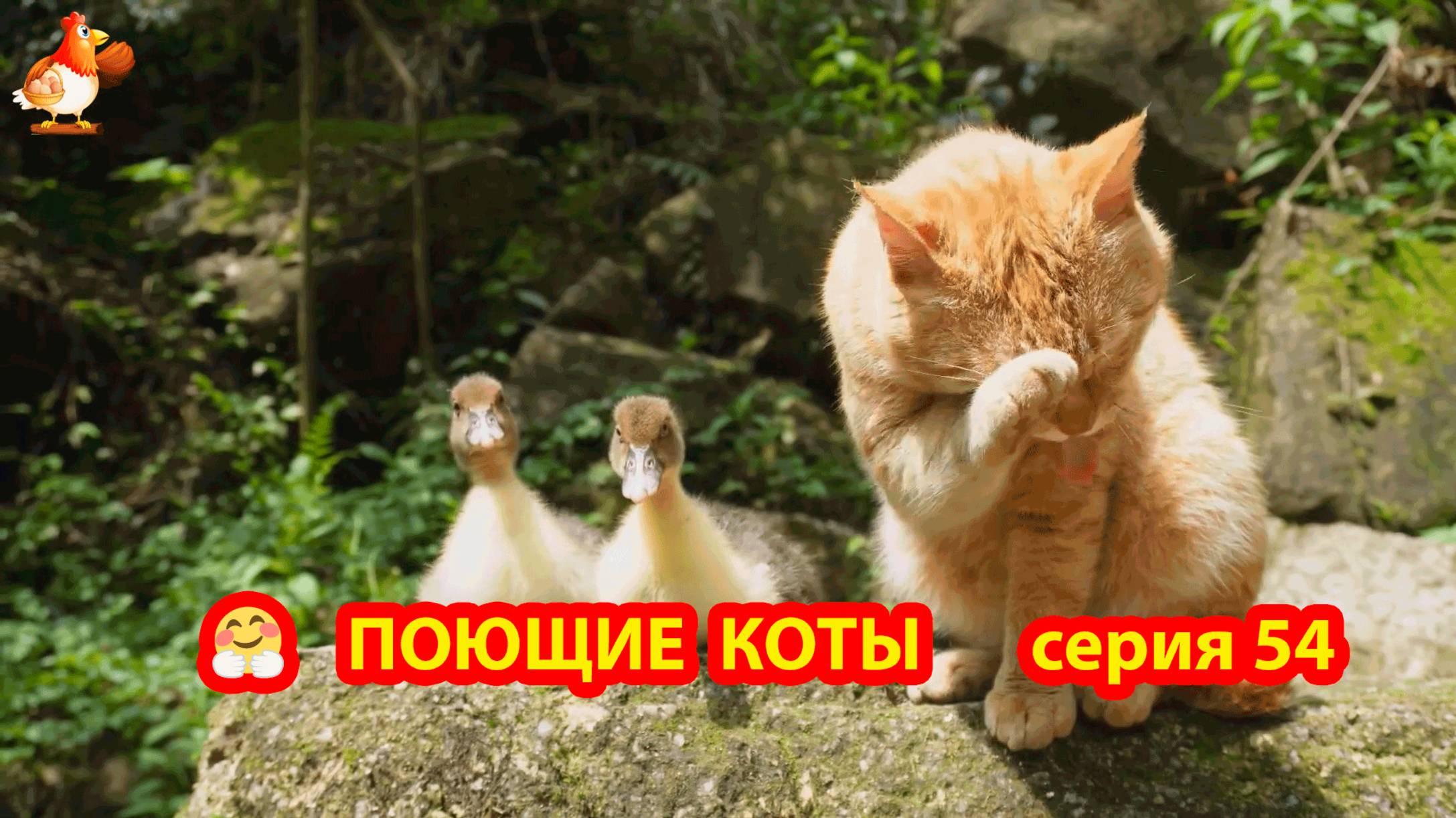 Крутые коты у птичьего двора серия (54) 🐈🐈⬛😹 Природа Абхазии и подворье с птицами и животными ❣️