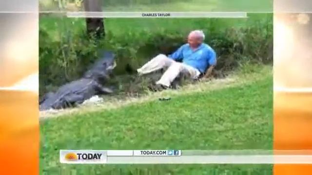 Man vs. alligator