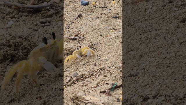 Cangrejo Fantasma (cangrejo de arena) en Playa El Combate en Cabo Rojo Puerto Rico