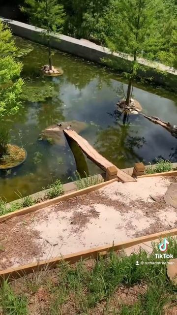 Magical fish pond with turtles