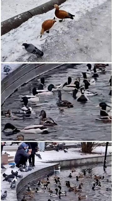 ПТИЦЫ МОСКВЫ. УТКИ В ПАРКЕ ГОРЬКОГО.