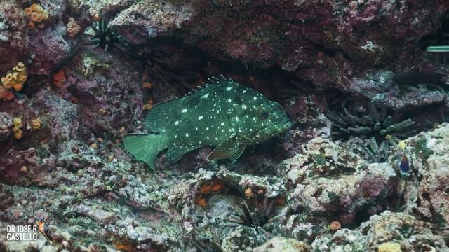 Canon R6 underwater: Starry grouper at Galapagos