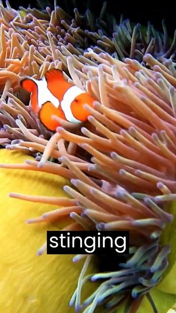 Incredible World of Clownfish: Unravelling the Secrets of Nature's Colourful Comedians - #shorts