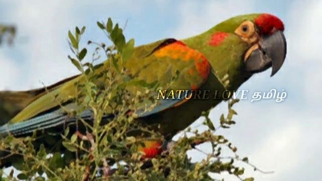 Do You Know About Red Fronted Macaw ??  //Nature Love Tamil