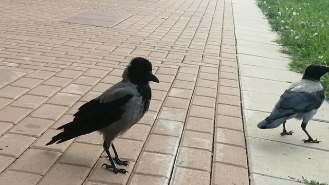 Юные друзья встречают рано утром #вороны / Young crows meet me early in the morning