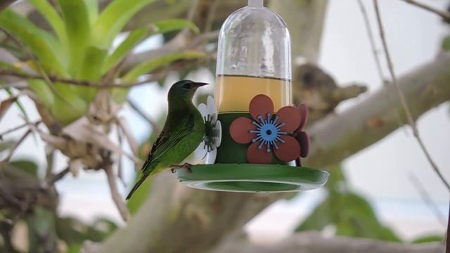 Saí-azul (Dacnis cayana) fêmea