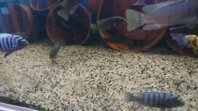 Maylandia zebra BB