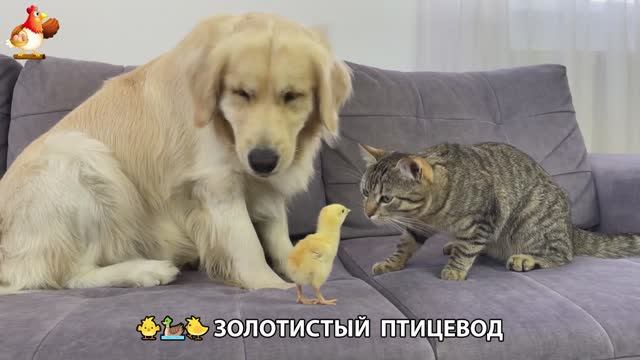 Щенок с цыплятами и утятами 🐤🦆🐶 Золотистый ретривер птицевод ❣️🥰😂 (40)