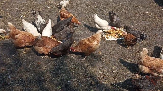 Курочки разной породы  \ Chickens of different breeds