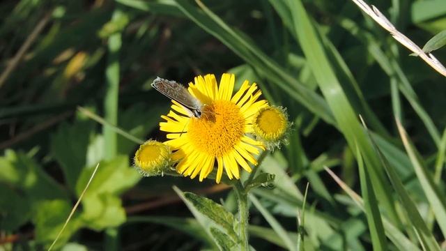 BROWN ARGUS BUTTERFLY 19th AUG