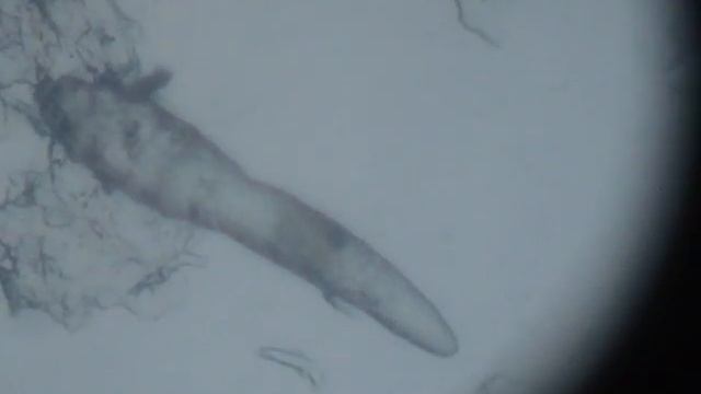 demodex canis