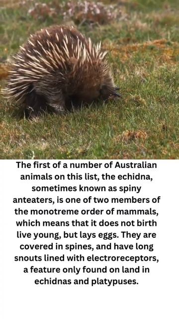 ECHIDNA / AUSTRALIA