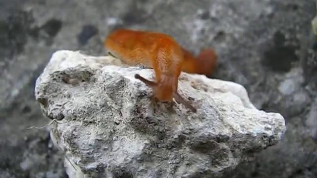 Помаранчевий слимак / An orange slug