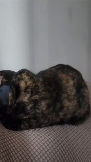 Момент изменения кота