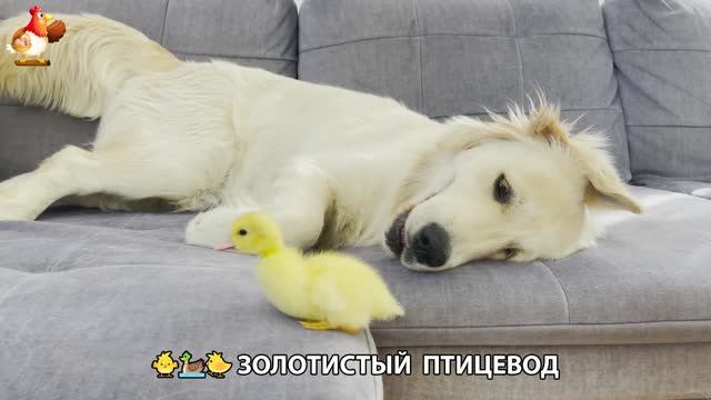 Щенок с цыплятами и утятами 🐤🦆🐶 Золотистый ретривер птицевод ❣️🥰😂 (36)