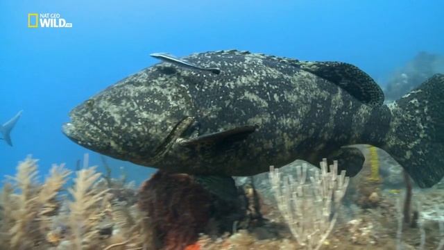 Как на лангустов охотятся гигантский групер (Epinephelus itajara) и луциан (сем. Lutjanidae) ?