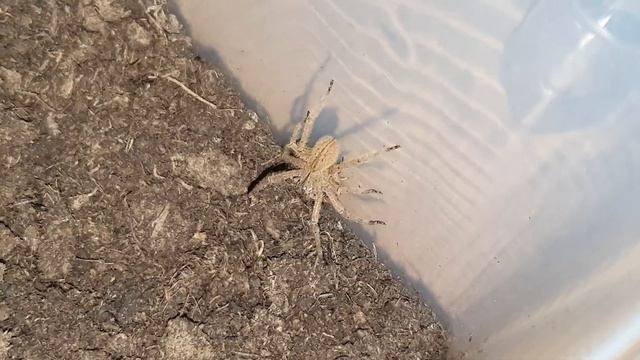 Brazilian Wandering Spider vs cockroach / Brasilianische Wanderspinne vs Schabe