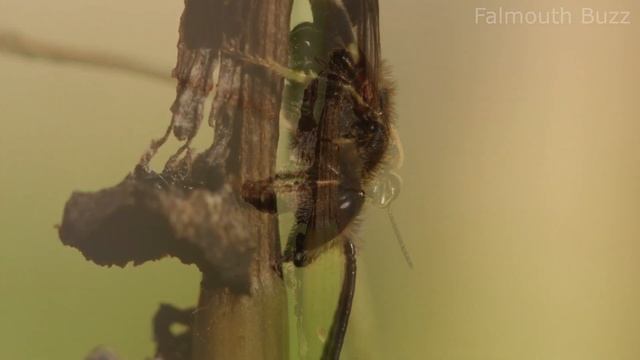 Male Furrow bees (Lasioglossum sp) roosting