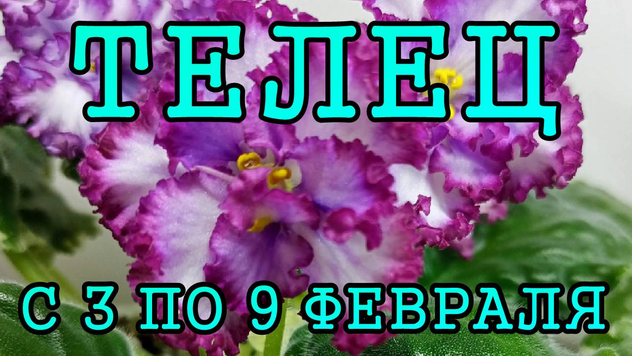 ТЕЛЕЦ таро прогноз на неделю с 3 по 9 ФЕВРАЛЯ 2025 года.