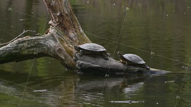 Pond sliders AKA Red Eared Terrapin Turtles - Trachemys scripta elegans