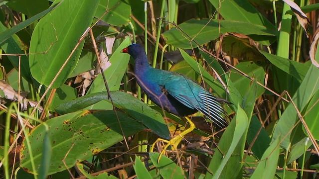 14 05 Purple Gallinule