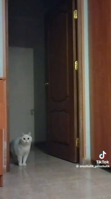 всем бы таких котиков....