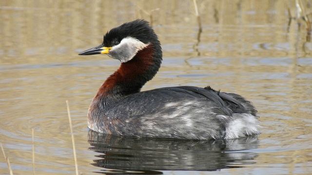 Podiceps griseigena