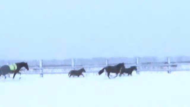 Бешеные пони и Барсик / Rabid pony and Barsik :D